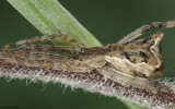 Episinus 1493Fs_EM96504.jpg