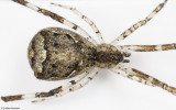 Episinus 1494FA_EM96262.jpg