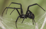 Latrodectus tredecimguttatus 1040Fs-98111.jpg