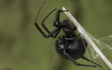 Latrodectus tredecimguttatus 1009FA-96282.jpg