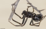 Steatoda incomposita 0000MA-96640.jpg