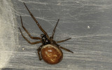 Steatoda nobilis 0000FA-0061001.jpg