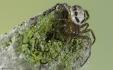 Steatoda nobilis 0000FA-90539.jpg