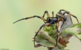 Steatoda paykulliana 0000MA-94333.jpg