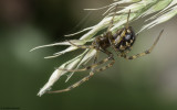 Steatoda triangulosa 1340FA-94175.jpg