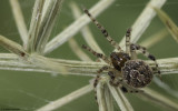 Theridion mystaceum 0802FA-95276.jpg