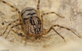 Scytodes delicatula 0000FA-93587.jpg