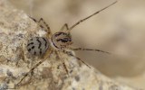 Scytodes delicatula 0000FA-93621.jpg