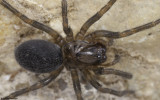 Amaurobius sp. 0601Fs-97187.jpg