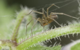 Palliduphantes 1351FA_EM94680.jpg