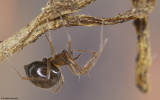 Palliduphantes 0477FA-90363.jpg