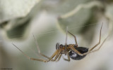 Palliduphantes 0531FA-25.jpg