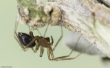 Palliduphantes 0533FA-1.jpg
