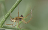 Tenuiphantes 1437MA_EM90148.jpg