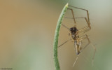 Tenuiphantes 1437MA_EM90191.jpg