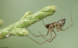 Tenuiphantes 1479MA_EM95497.jpg