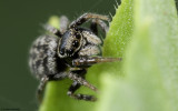 Euophrys sulfurea cf. 0858FA_EM-97483.jpg