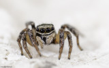 Euophrys sulfurea 0800FA-12.jpg