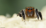 Euophrys rufibarbis 1584MA-94361.jpg