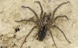 Eratigena feminea cf. 1081Ms-94579.jpg