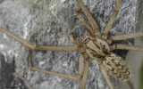 Eratigena atrica 1042MA-98469.jpg