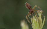 Nigma puella 0708MA-91202.jpg