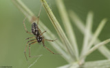 Tenuiphantes tenuis 0789FA-94820.jpg