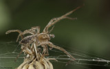 Anyphaenidae