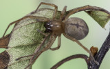 Cheiracanthium striolatum 0588FA-96342.jpg