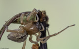Cheiracanthium striolatum 0588FA-96407.jpg