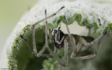 Cheiracanthium pelasgicum 0000FA-98361.jpg