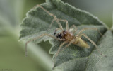 Cheiracanthium pelasgicum 0876MA-98391.jpg