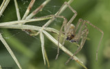 Cheiracanthium mildei 0815MA-95663.jpg