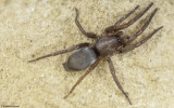 Id_Gnaphosidae