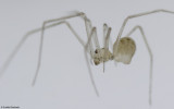 Spermophora senoculata 0000FA-EM-91777.jpg