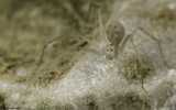 Spermophora senoculata 1370FA-95393.jpg
