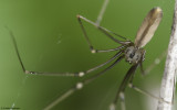 Pholcus opilionoides 0966FA-94165.jpg