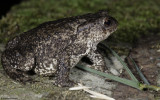 Bufo bufo_EM-94740.jpg