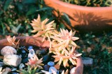 Garden Club