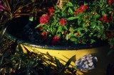 Big Flower Pot