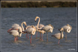 Fauna Costa Blanca