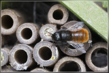 Gehoornde metselbij - Osmia cornuta 