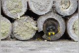 Gehoornde metselbij - Osmia cornuta