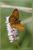 Ringoogparelmoervlinder - Boloria eunomia