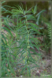 Kranssalomonszegel - Polygonatum verticillatum 