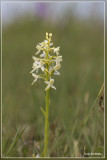 Welriekende nachtorchis - Platanthera bifolia