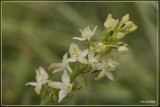 Welriekende nachtorchis - Platanthera bifolia
