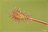 Kleine zonnedauw - Drosera intermedia