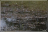 Waterlobelia - Lobelia dortmanna