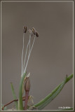 Oeverkruid - Littorella uniflora